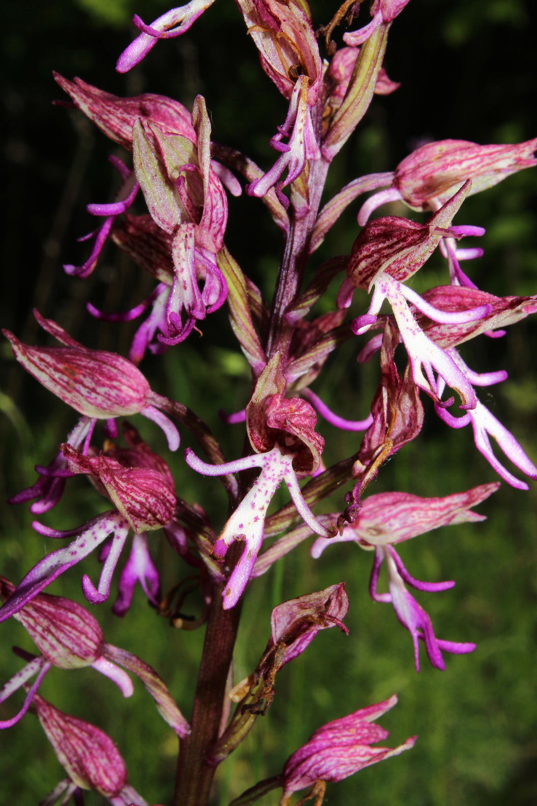 Orchis simia